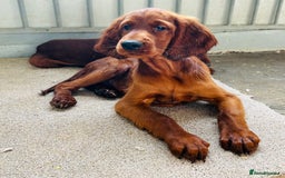 Irish Setter dogs for sale: Outstanding red Irish setters puppies - Image 15