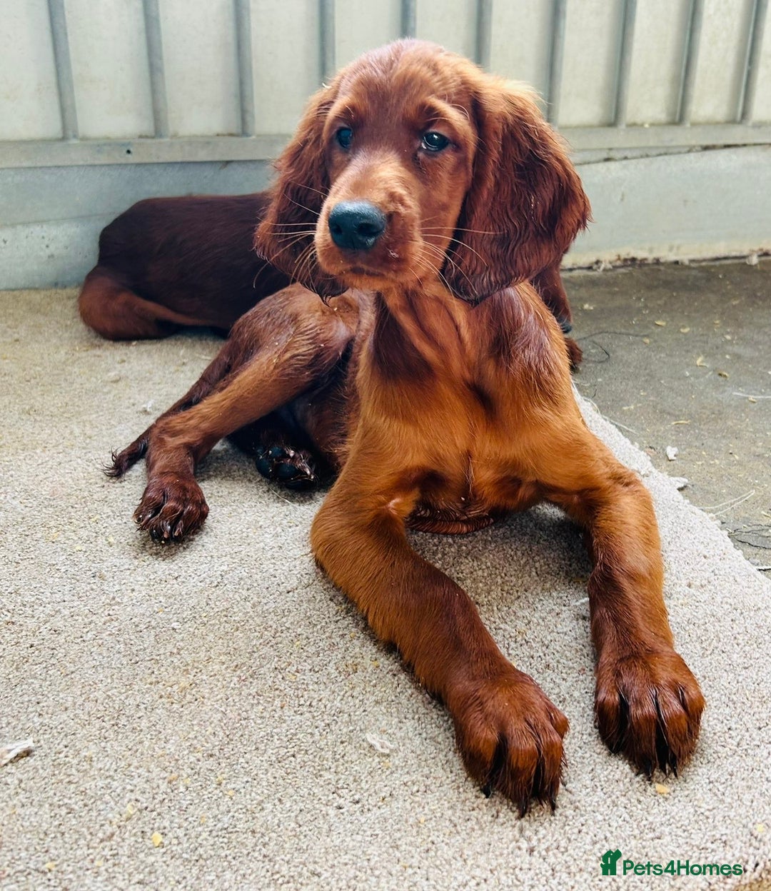Irish Setter dogs for sale: Outstanding red Irish setters puppies - Image 15