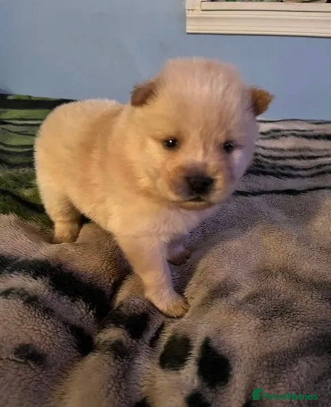 Chow Chow dogs for sale:  **  Litter of  Chow Chow Puppies - Advert 4