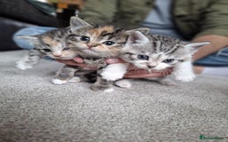 Mixed Breed cats for sale: Three Fluffy Tigers  - Image 11