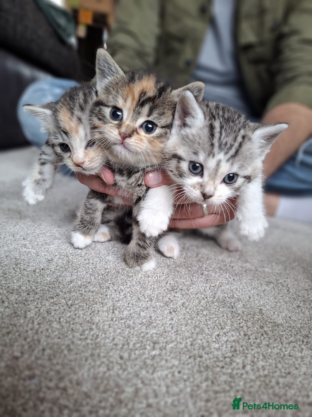 Mixed Breed cats for sale: Three Fluffy Tigers  - Image 11