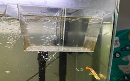 Other/Mixed Breed fish for sale: Baby guppy fish - Image 1