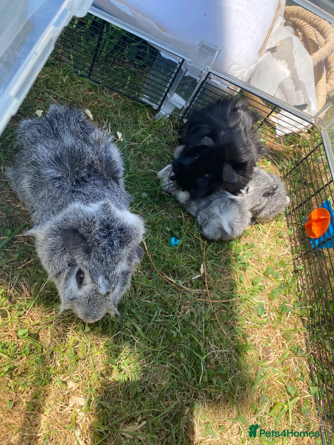 Guinea Pig rodents for sale: Guinea pigs - Advert 4