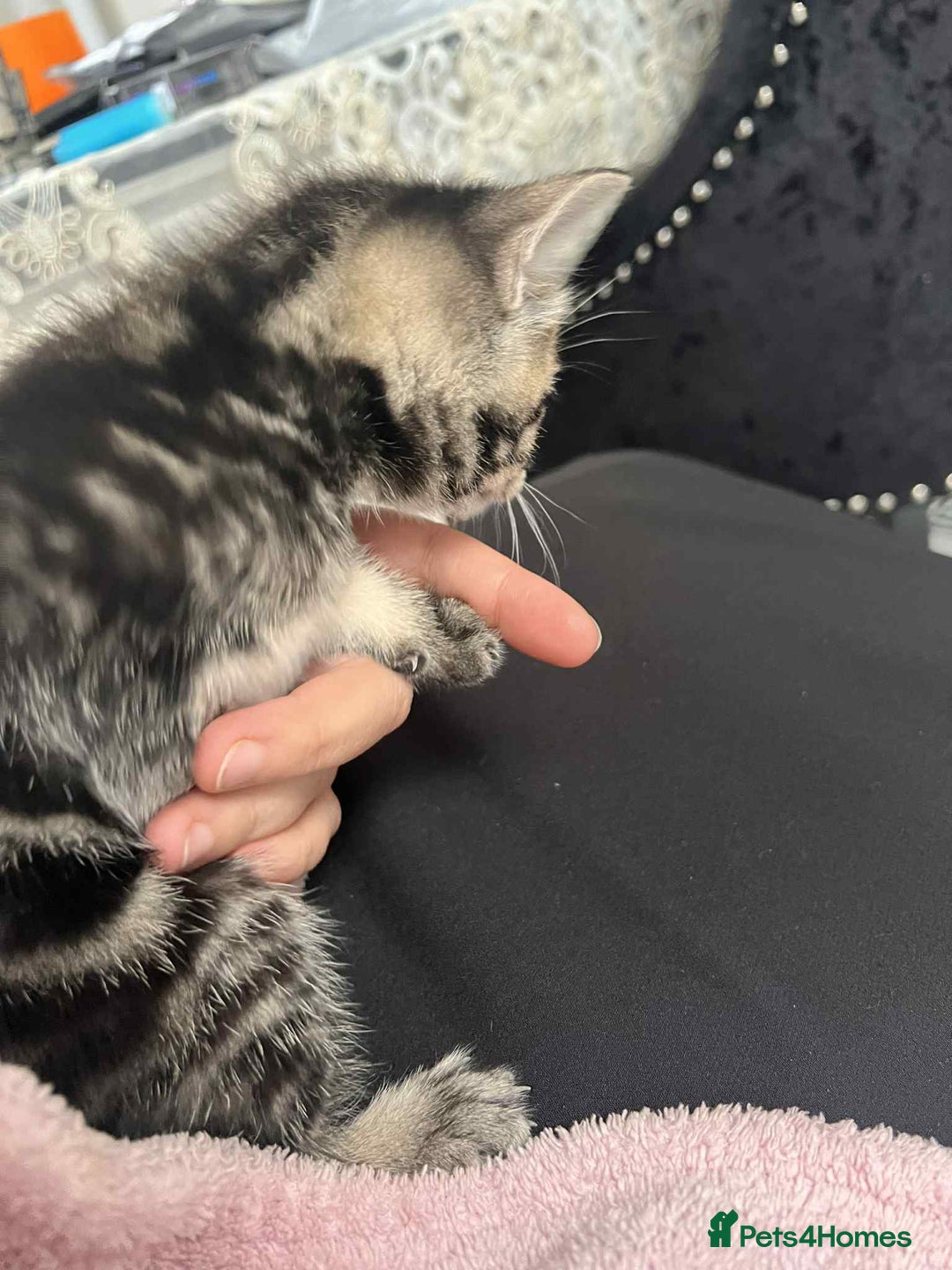 European cats for sale: Taby male kittens ready now - Advert 17