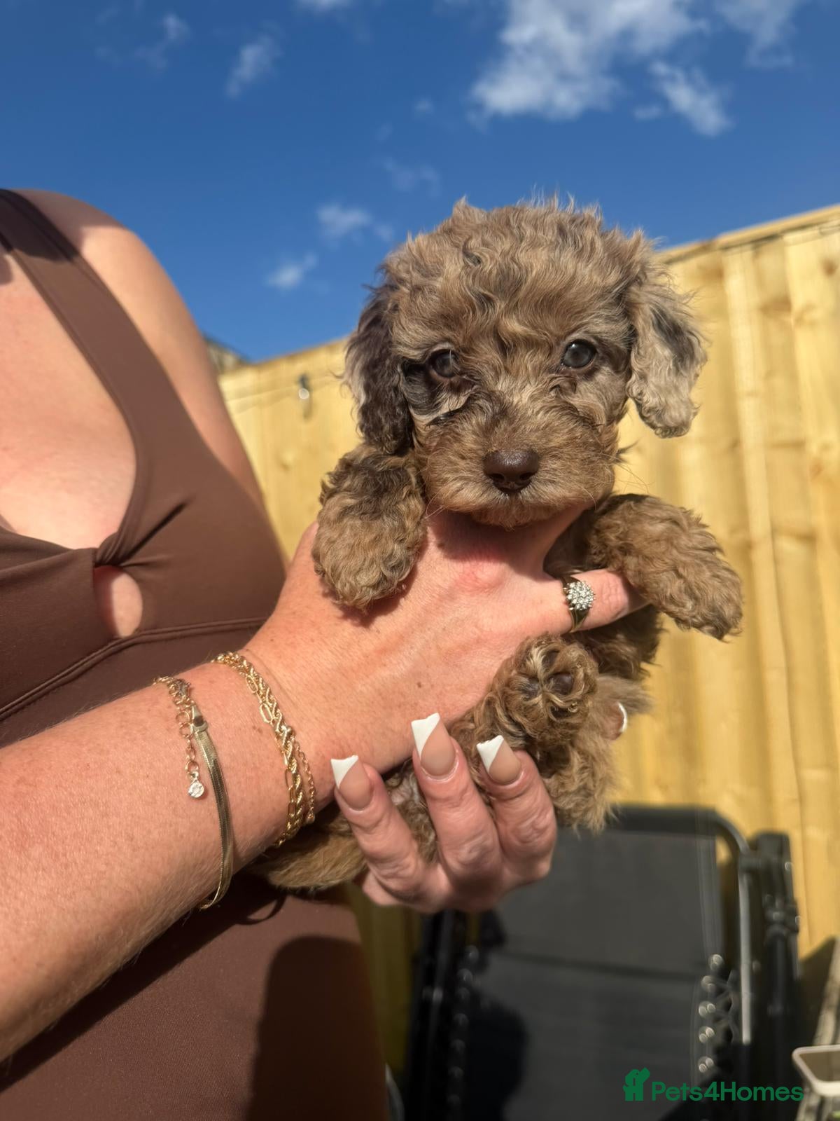 Cavapoo Puppy 4