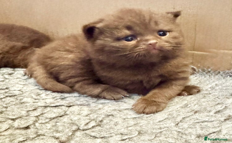 British Shorthair cats - Advert 10