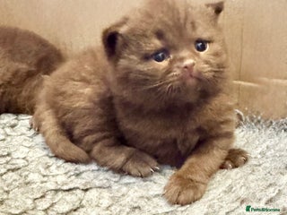 British Shorthair cats - Advert 11