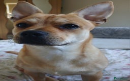 Mixed Breed dogs for sale: 10 month old pup  - Advert 2