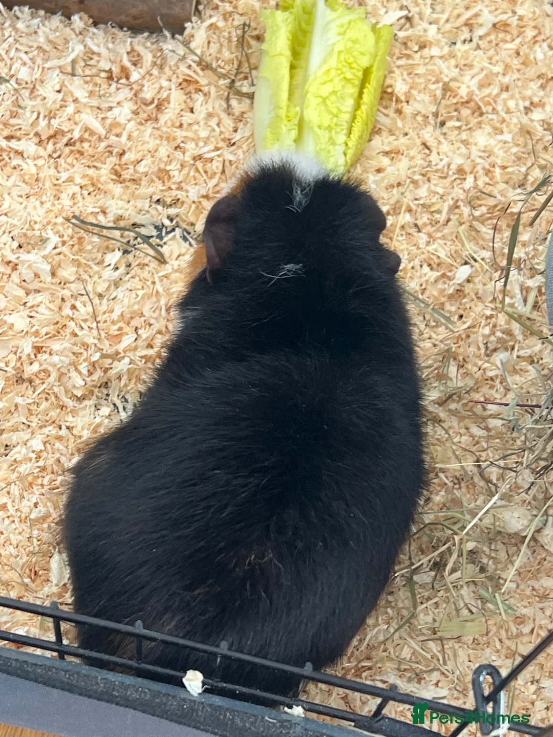 Guinea Pig rodents for sale: 2 guinea pigs with all equipment.  - Advert 9