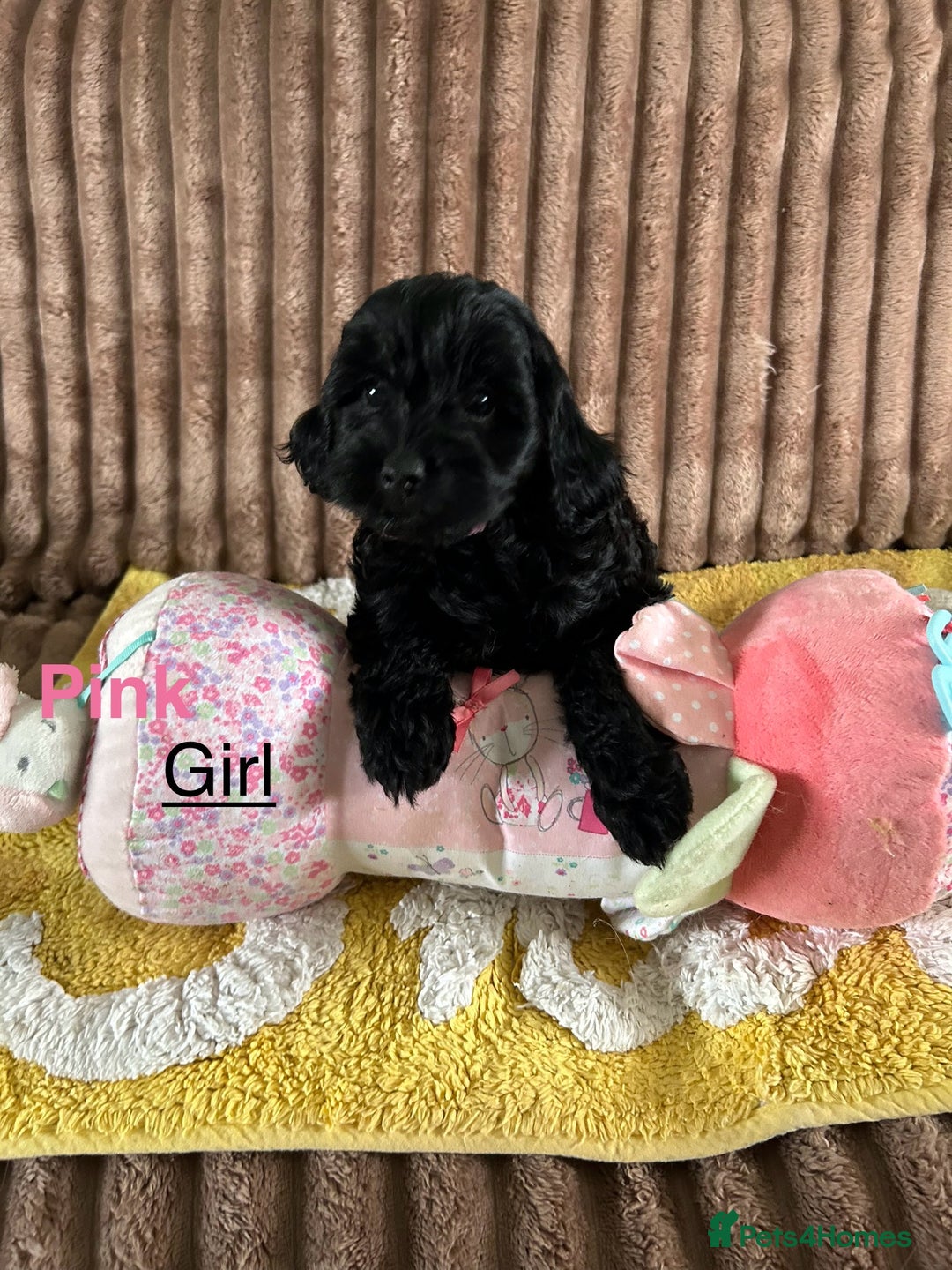 Cockapoo dogs for sale: Cockapoo f1  - Image 6