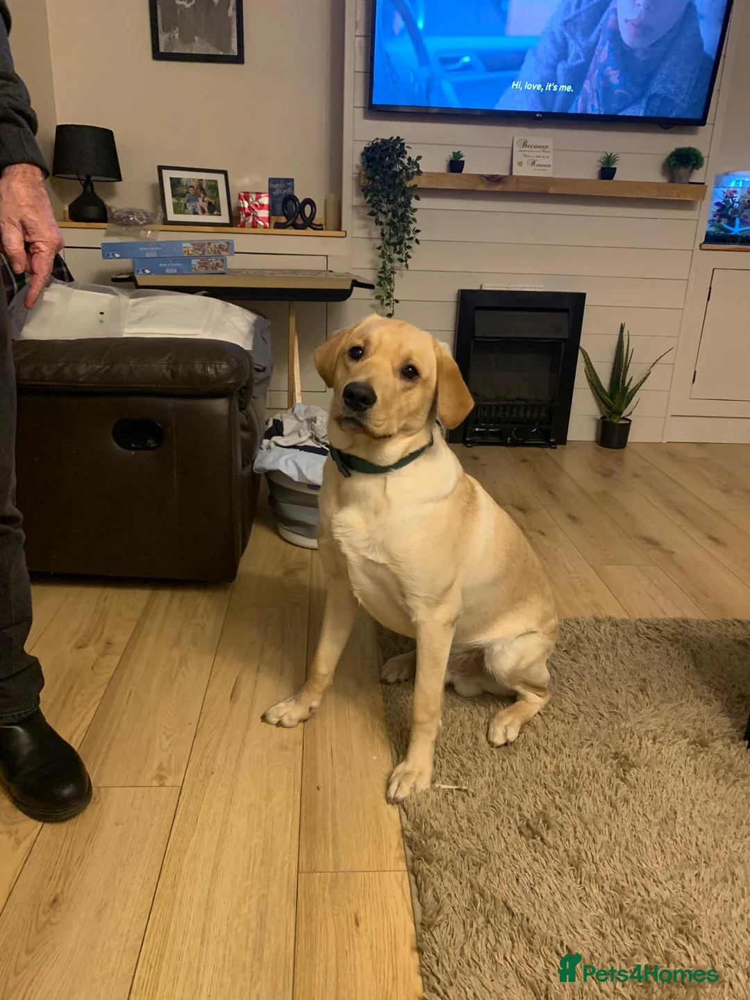 Labrador Retriever dogs for sale: Labrador retriever  in Sheringham - Advert 1