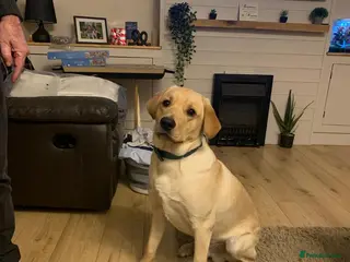 Labrador Retriever dogs Labrador retriever in Sheringham - Advert 1