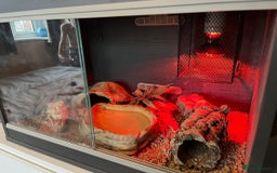 Snake reptiles for sale: 🐍Toffee Western Hognose Snake + Full Setup (£180) - Image 6