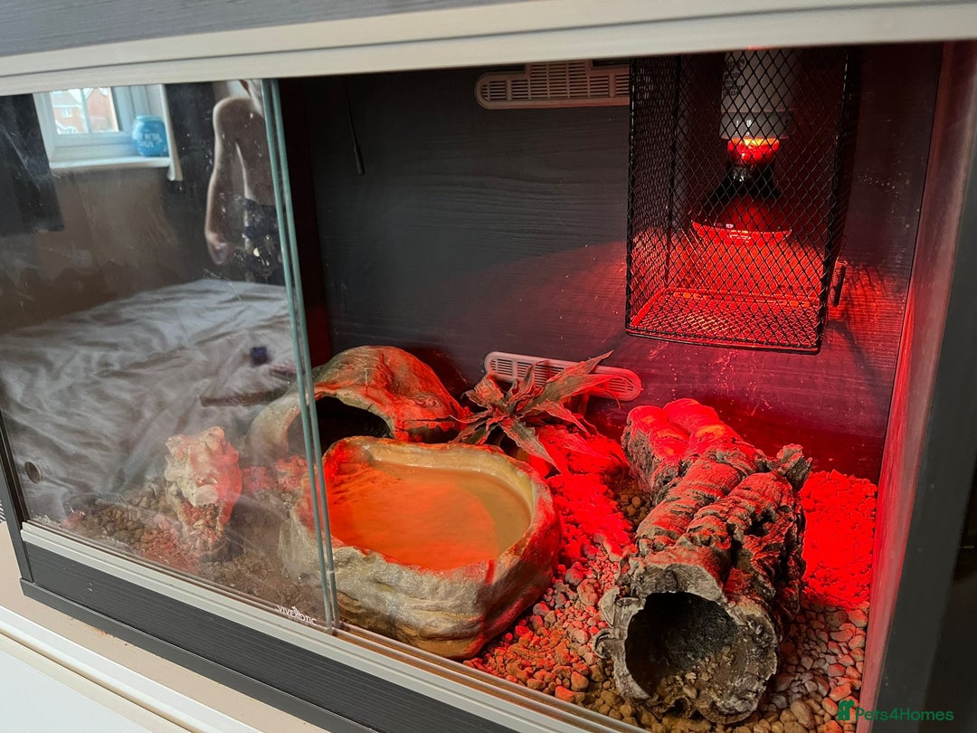 Snake reptiles for sale: 🐍Toffee Western Hognose Snake + Full Setup (£180) - Image 6