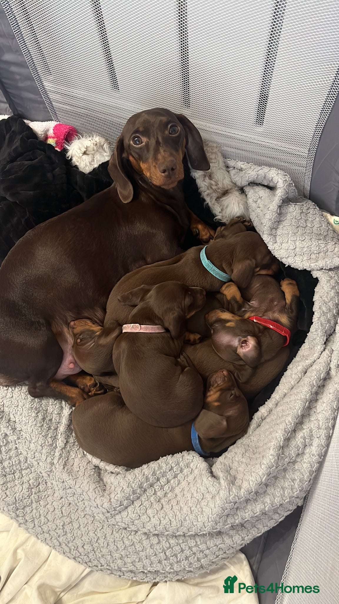Miniature Dachshund dogs Miniature dachshund for sale  - Advert 5