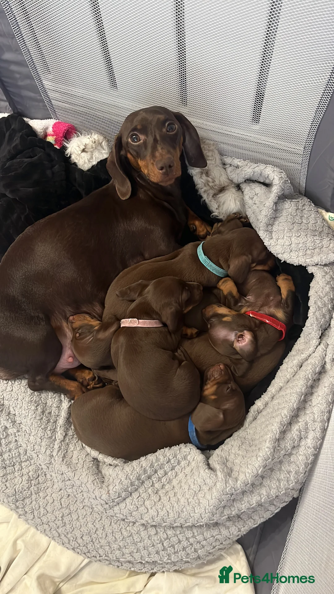 Miniature Dachshund dogs for sale: Miniature dachshund for sale  - Advert 1