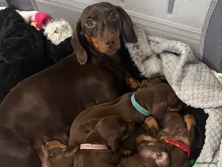 Miniature Dachshund dogs Miniature dachshund for sale - Advert 5