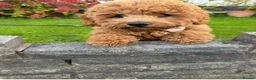 Cockapoo dogs for sale: Beautiful Cockapoo puppies 🐶 5 boys 3 girls - Advert 2