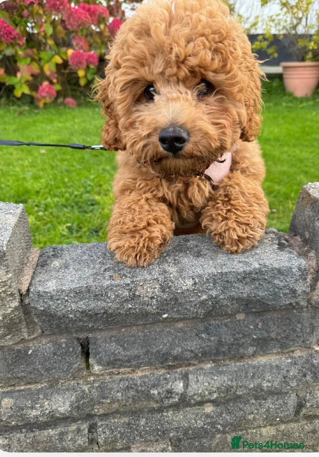 Cockapoo dogs for sale: Beautiful Cockapoo puppies 🐶 5 boys 3 girls - Advert 2