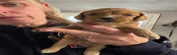 Cockapoo dogs for sale: 🧬 Gorgeous Cockapoo Puppies 🧬 Health Tested - Advert 5
