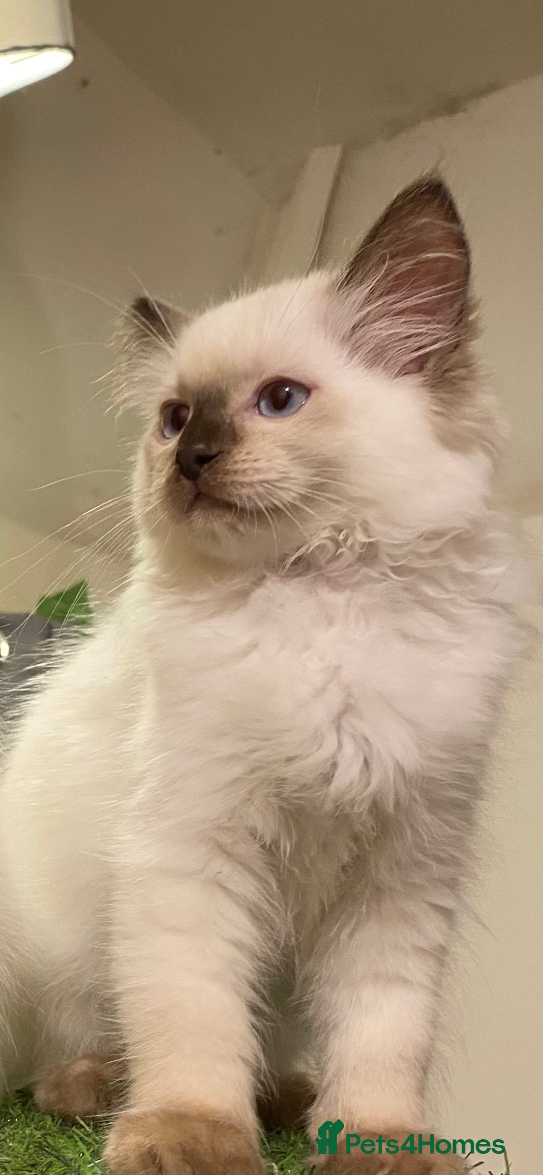 Ragdoll cats for stud: Active gccf stud chocolate carrier seal point  in Grantham - Image 9