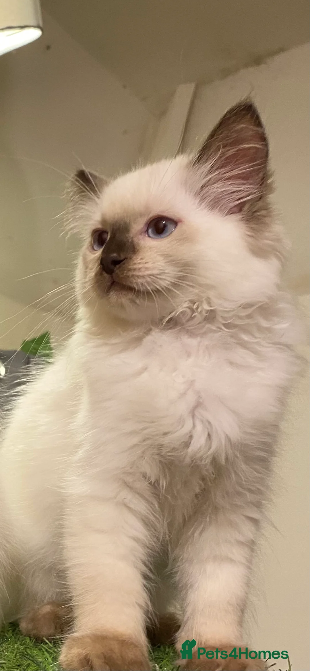 Ragdoll cats for stud: Active gccf stud chocolate carrier seal point  - Advert 9