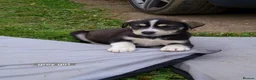 Mixed Breed dogs for sale: Unique BLUE EYED  Labrador and Husky puppies - Advert 15