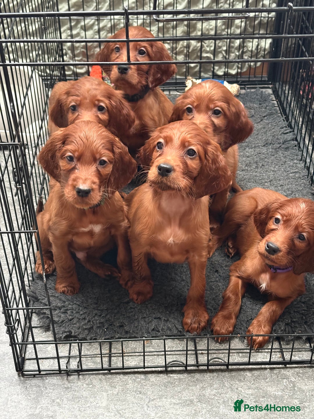 Irish Setter dogs for sale: ❤️🇮🇪Irish setter pups🇮🇪❤️ - Advert 3