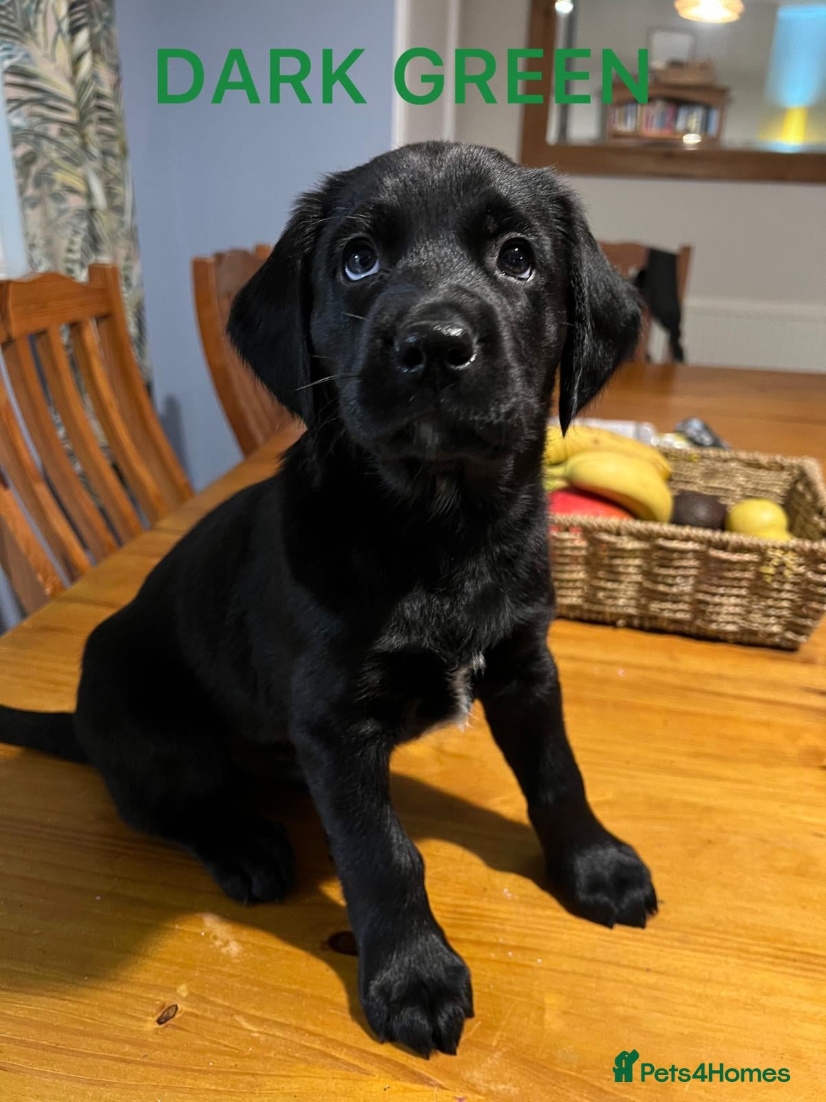 Mixed Breed dogs English Springer Spaniel X Husky READY 22/01/2026 - Advert 21