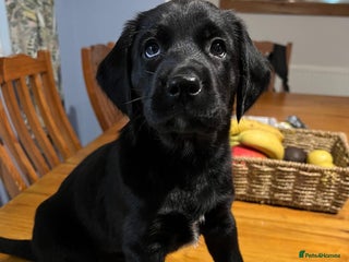 Mixed Breed dogs English Springer Spaniel X Husky READY 22/01/2026 - Advert 21