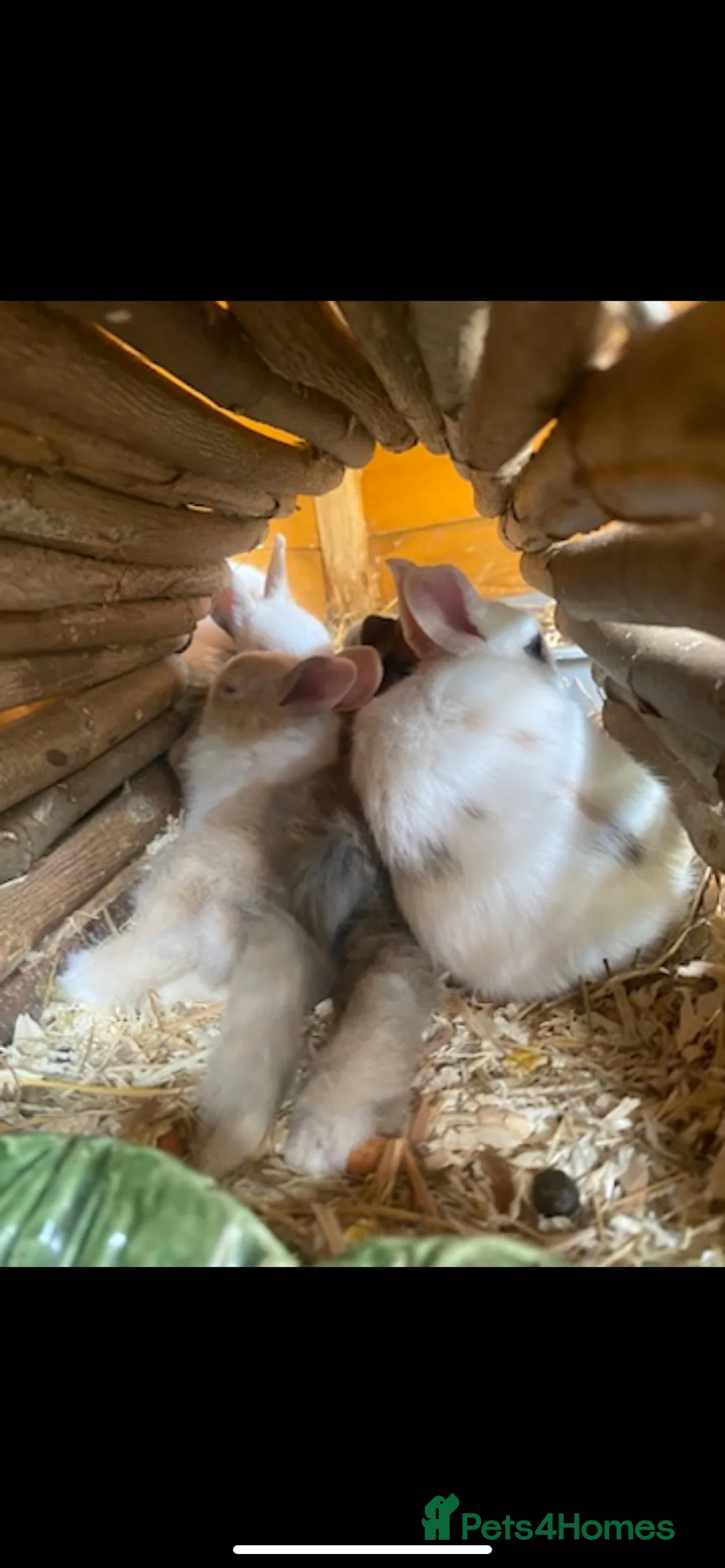Mixed Breed rabbits for sale: Gorgeous litter mixed breed - Advert 2