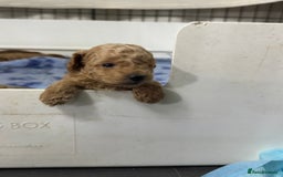 Toy Poodle dogs for sale: Stunning toy poodles  - Image 22