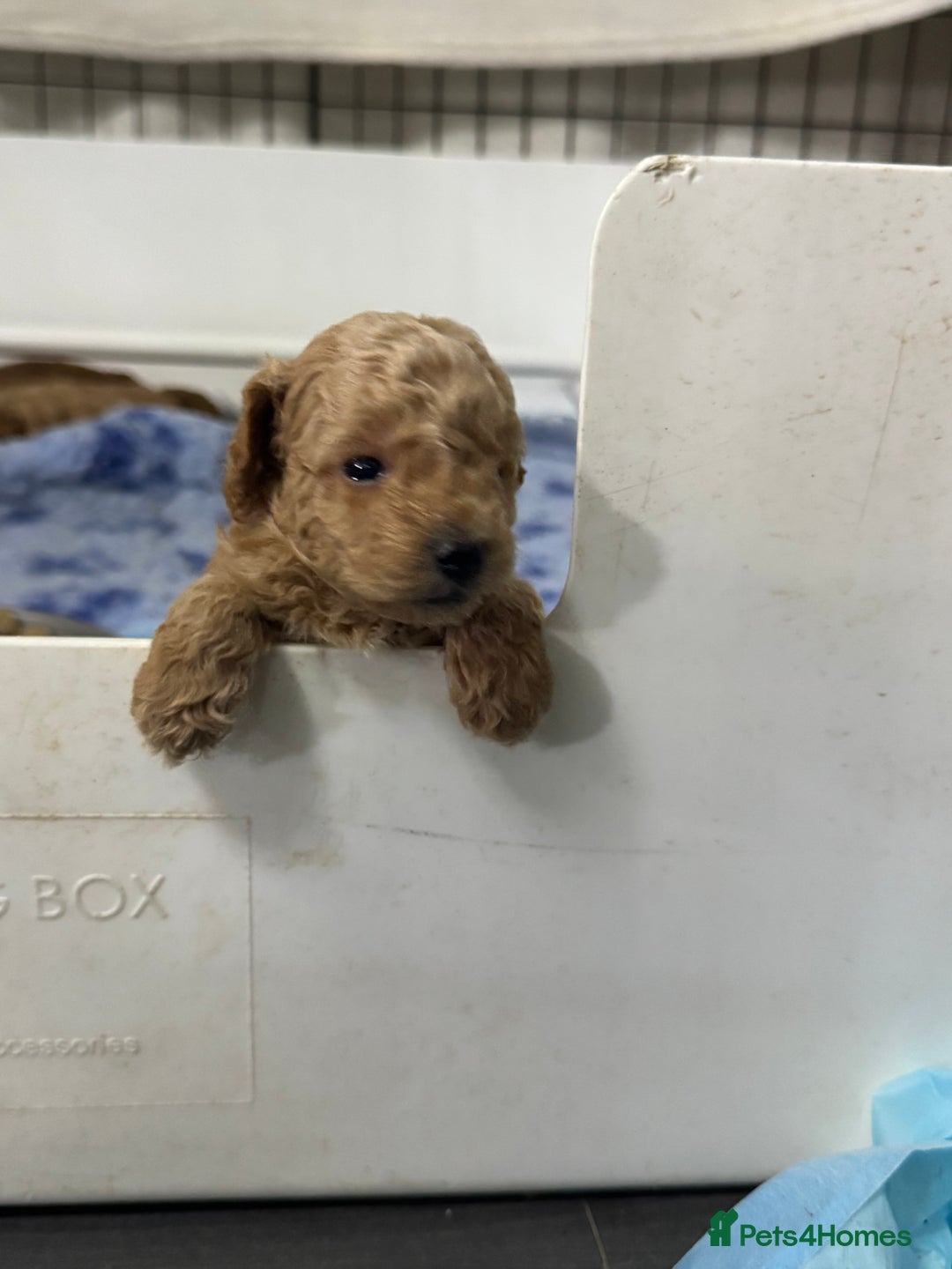 Toy Poodle dogs for sale: Stunning toy poodles  - Image 22