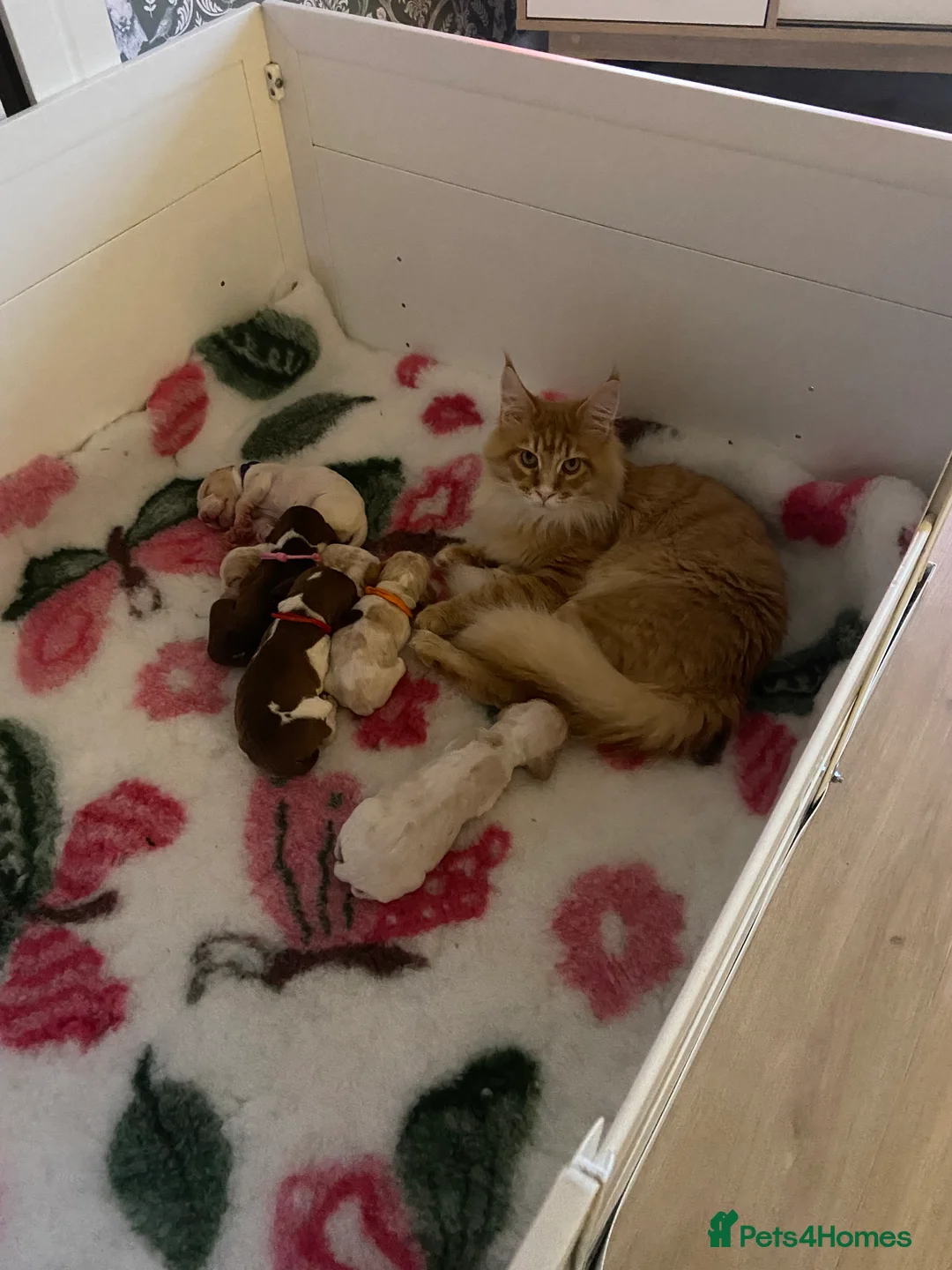 Maine Coon cats for sale: GCCF registered Dog 🐶 Friendly  - Advert 21