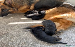 German Shepherd dogs for sale: German Shepherds - Image 1