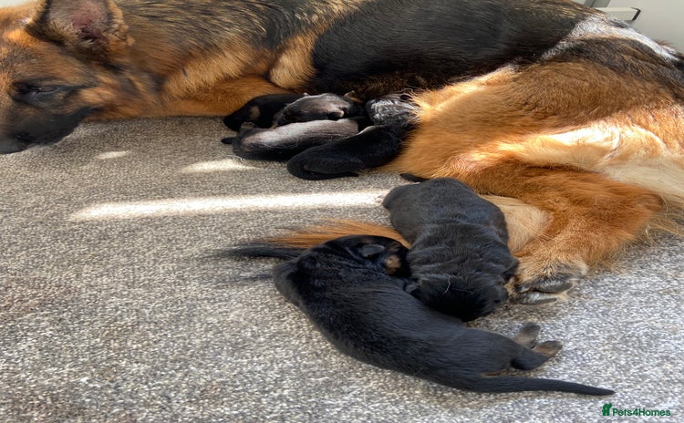 German Shepherd dogs - Advert 6
