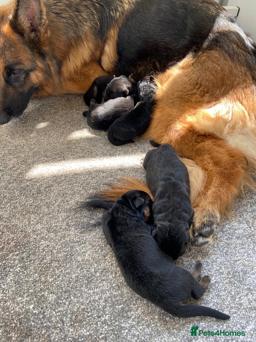 German Shepherd dogs for sale: German Shepherds - Image 1