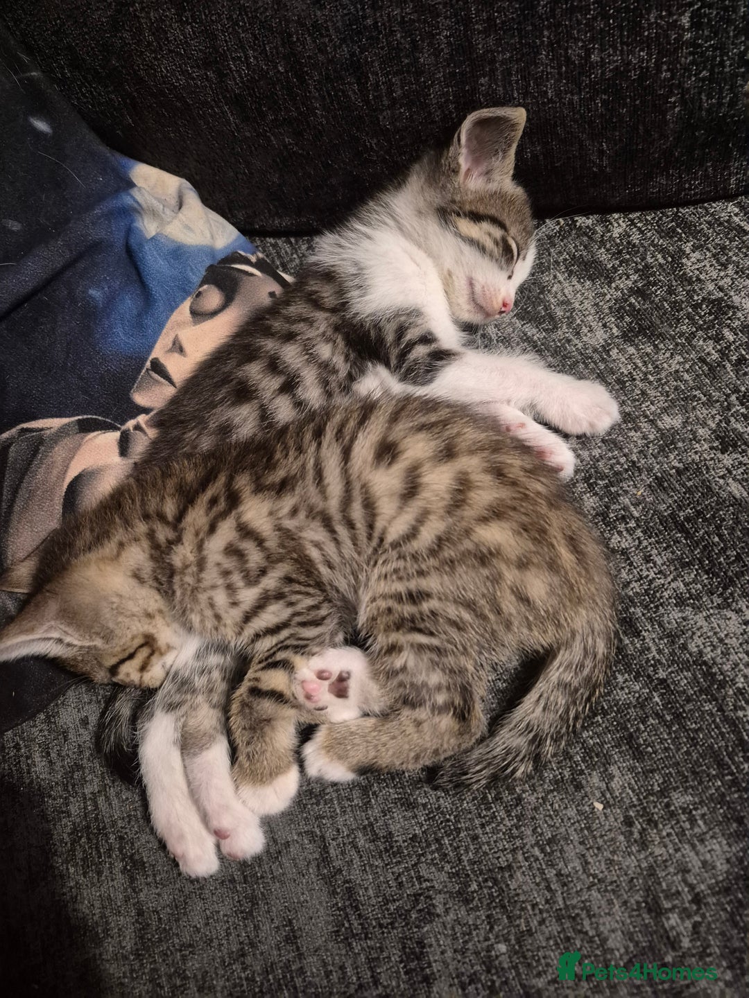 British Shorthair cats for sale: Lovely kittens - Advert 5