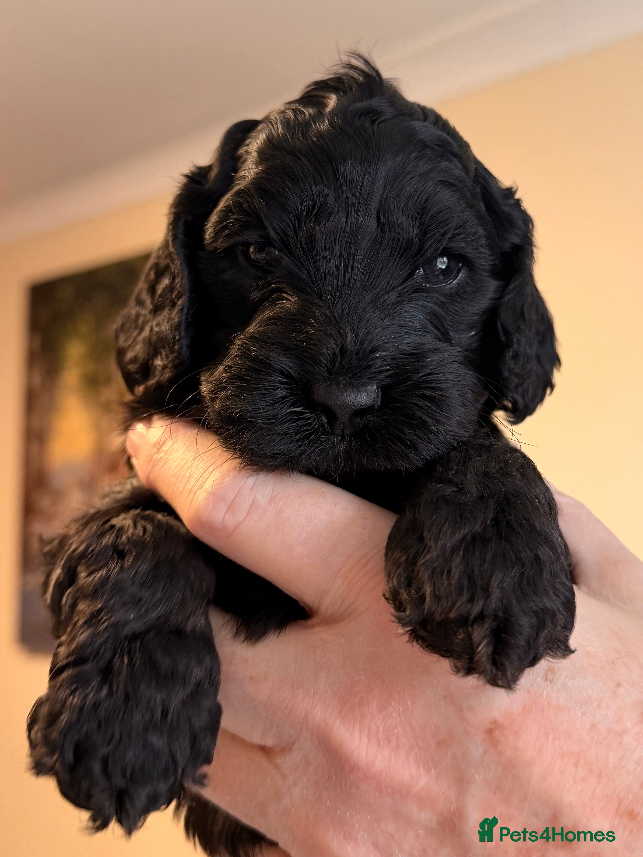 Cockapoo dogs F1 Cockapoo Puppies - Advert 1