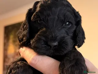 Cockapoo dogs F1 Cockapoo Puppies - Advert 1