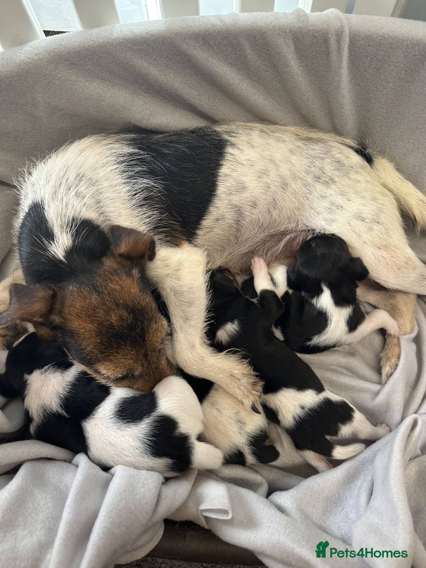 Jack Russell dogs Beautiful Jack Russell Puppies - Advert 1