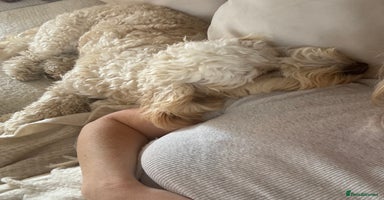 Cockapoo dogs - Advert 16