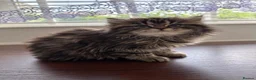 Persian cats for sale: Beautiful Fluffy Persian Doll Face  - Advert 4