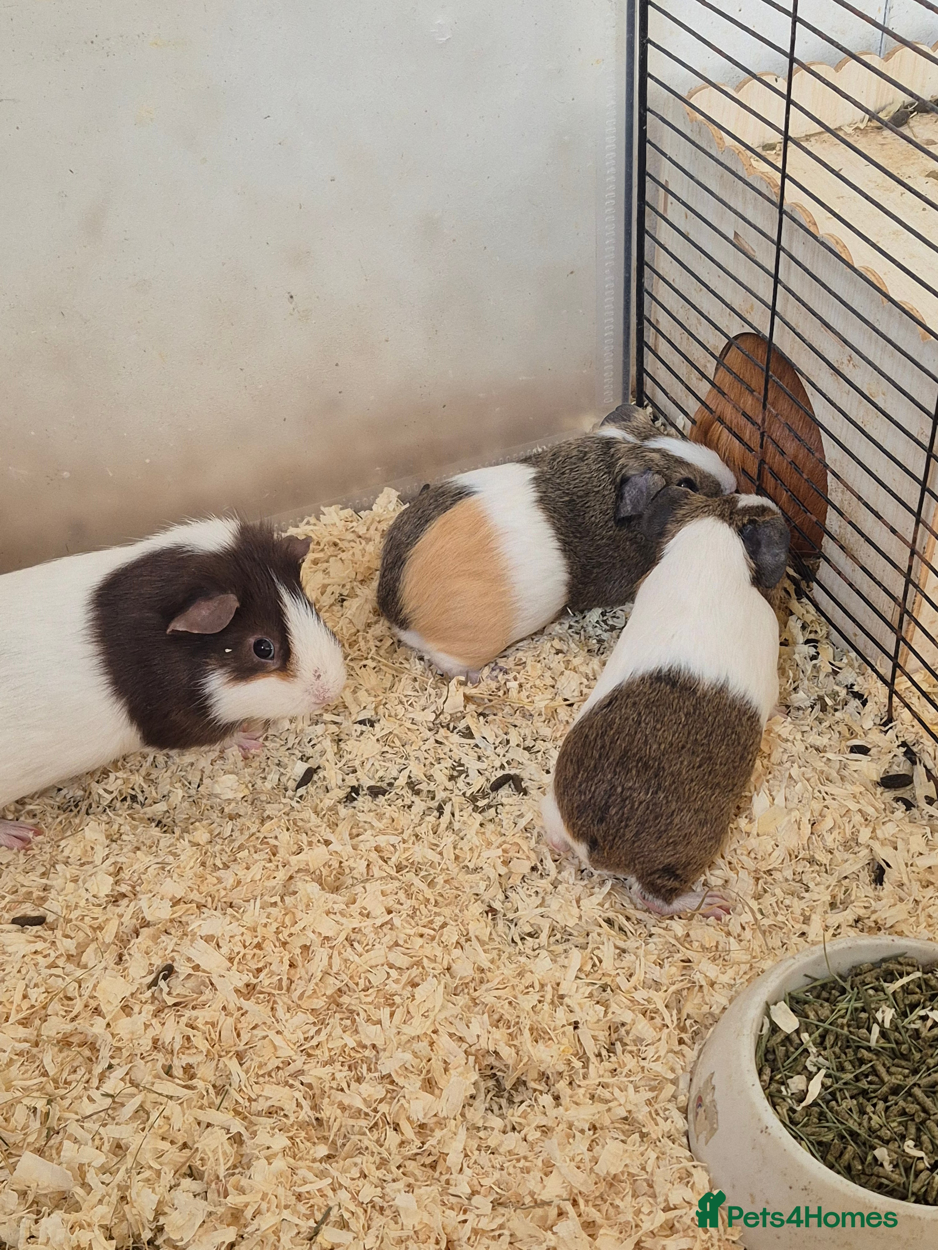Guinea Pig rodents Boars for sale can deliver locally x - Advert 14