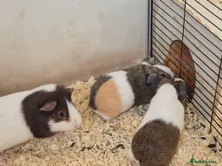 Guinea Pig rodents Boars for sale can deliver locally x - Advert 14