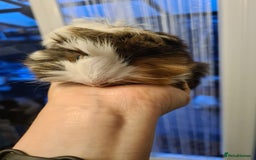 Guinea Pig rodents for sale: Purebred Peruvian baby girl  - Image 9