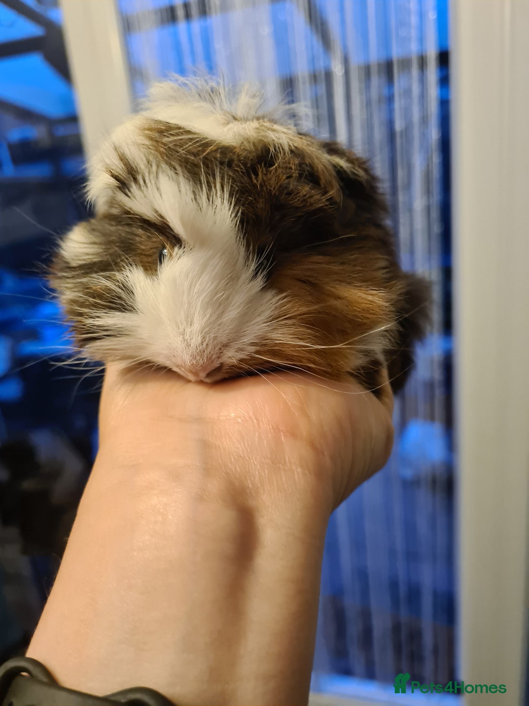 Guinea Pig rodents for sale: Purebred Peruvian baby girl  - Image 9