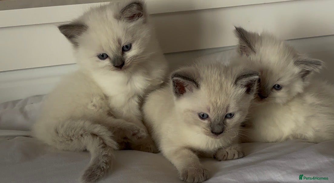 Ragdoll cats Beautiful pure ragdoll kittens  - Advert 17