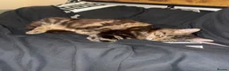 Mixed Breed cats for sale: 9 month old kitten - Advert 2
