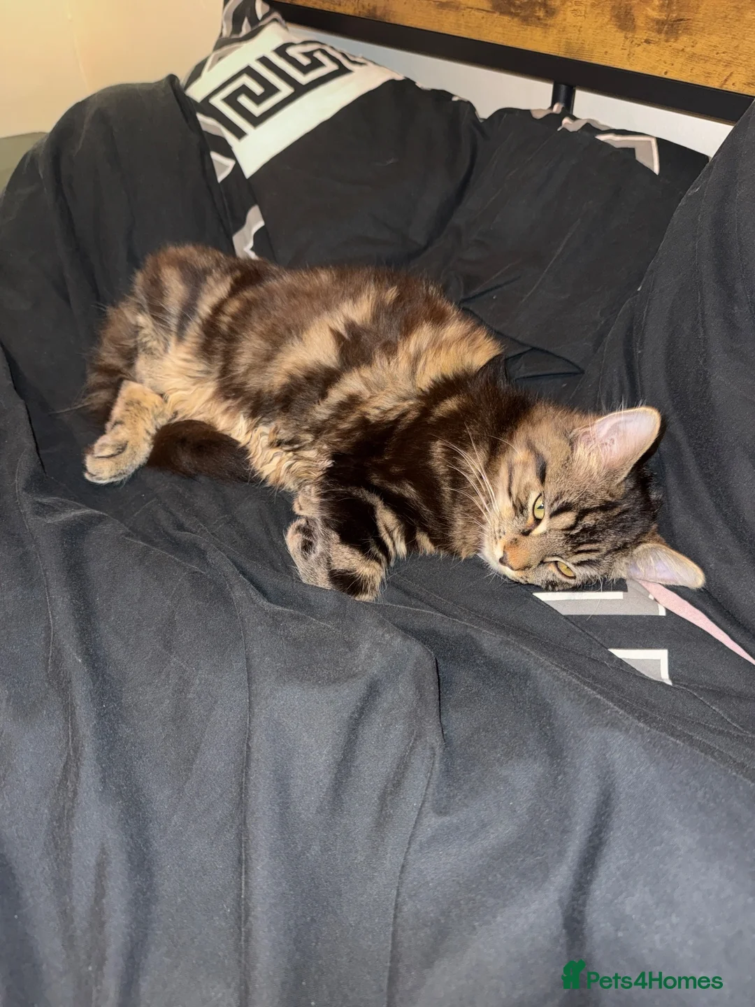 Mixed Breed cats for sale: 9 month old kitten - Advert 2